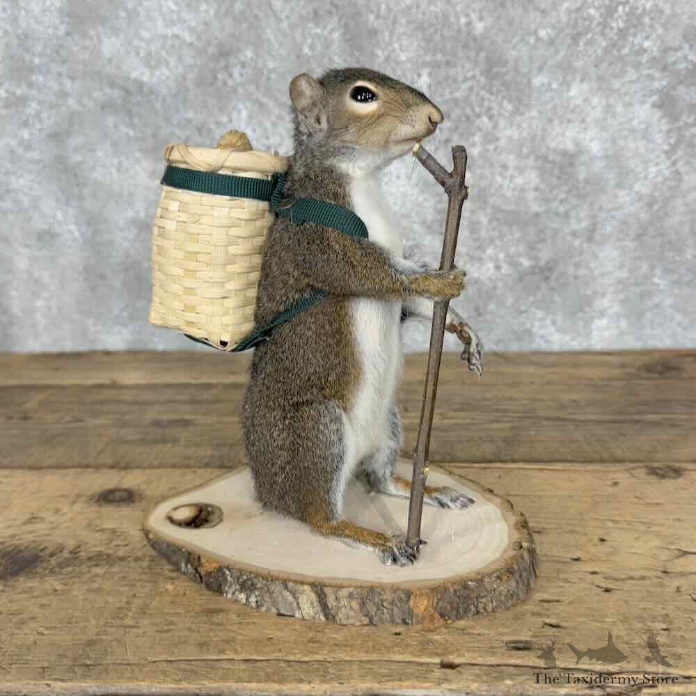 Hiking Squirrel Novelty Mount For Sale #30837 @ The Taxidermy Store