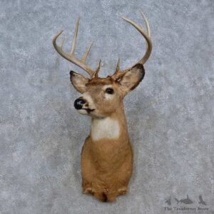 Whitetail Deer Shoulder Mount For Sale #15248 @ The Taxidermy Store