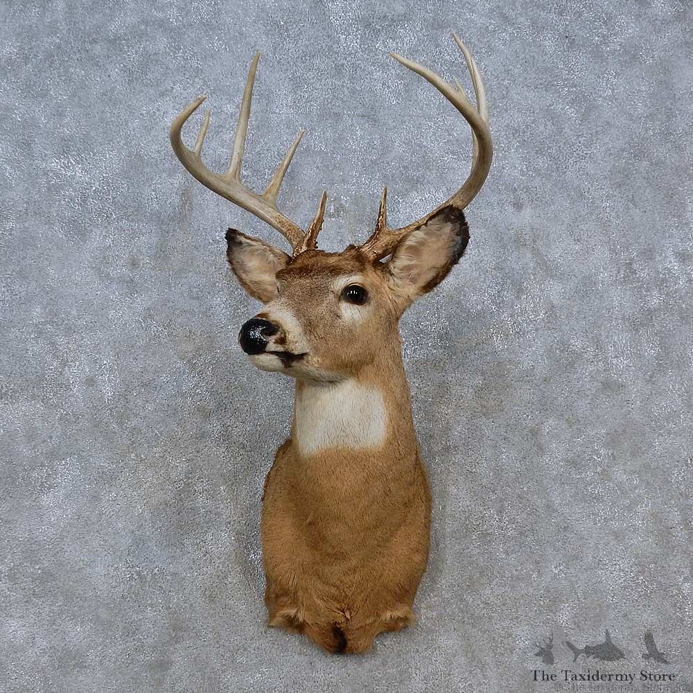 Whitetail Deer Shoulder Mount For Sale #15248 @ The Taxidermy Store