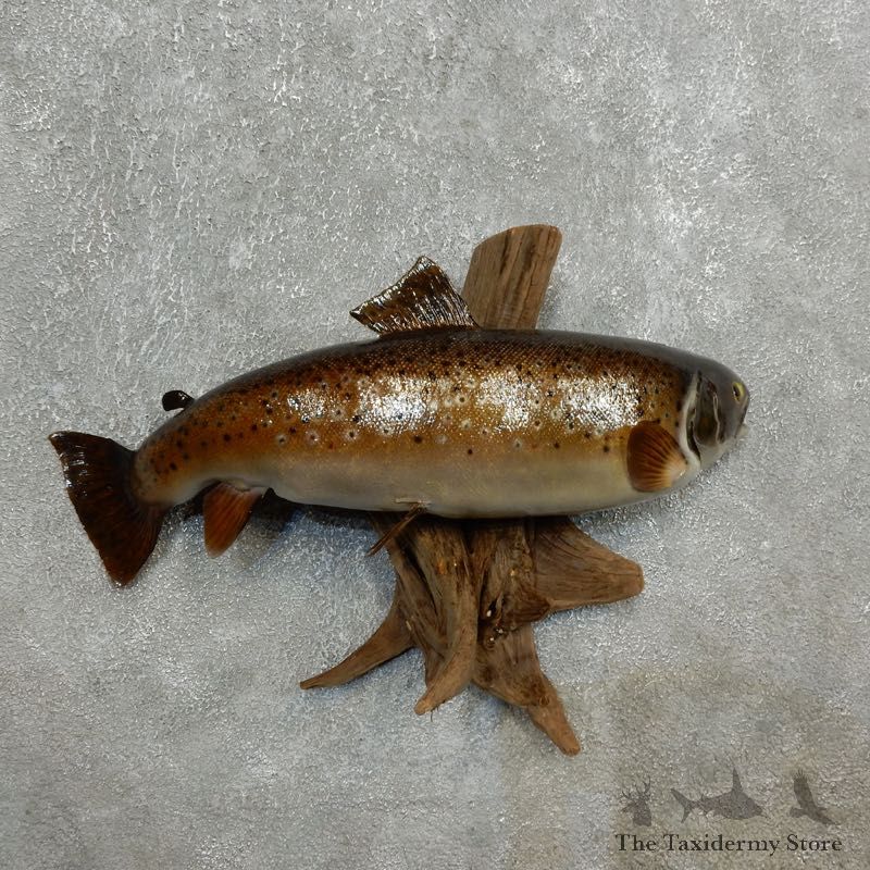 Brown Trout Fish Mount For Sale #17782 @ The Taxidermy Store