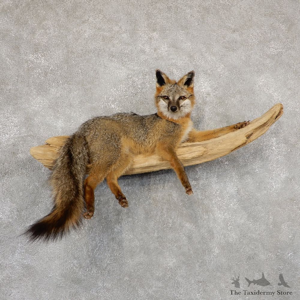 Grey Fox Life-Size Mount For Sale #18884 @ The Taxidermy Store