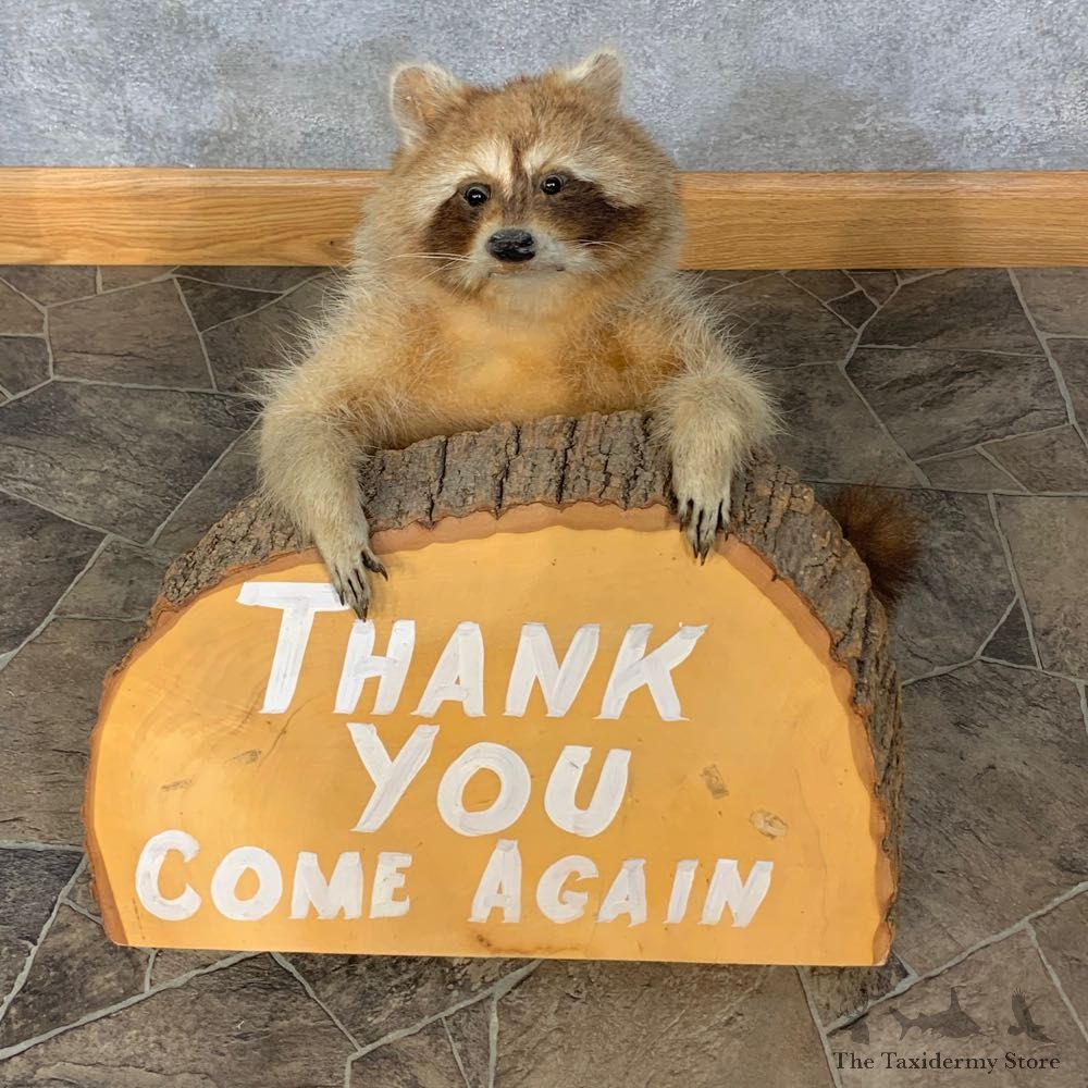 Novelty Raccoon Life-Size Mount For Sale #23311 @ The Taxidermy Store