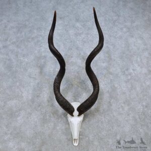 Kudu Skull European Mount For Sale #14503 @ The Taxidermy Store