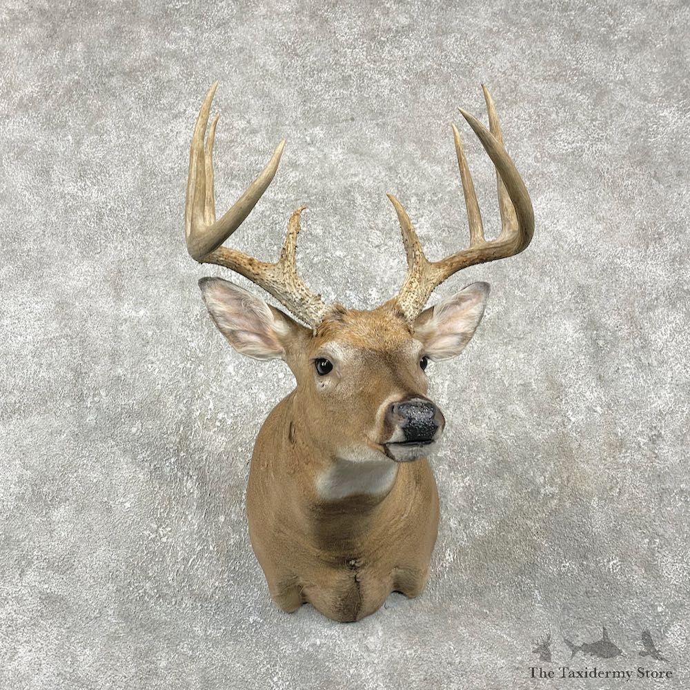 Whitetail Deer Shoulder Mount For Sale #25977 @ The Taxidermy Store