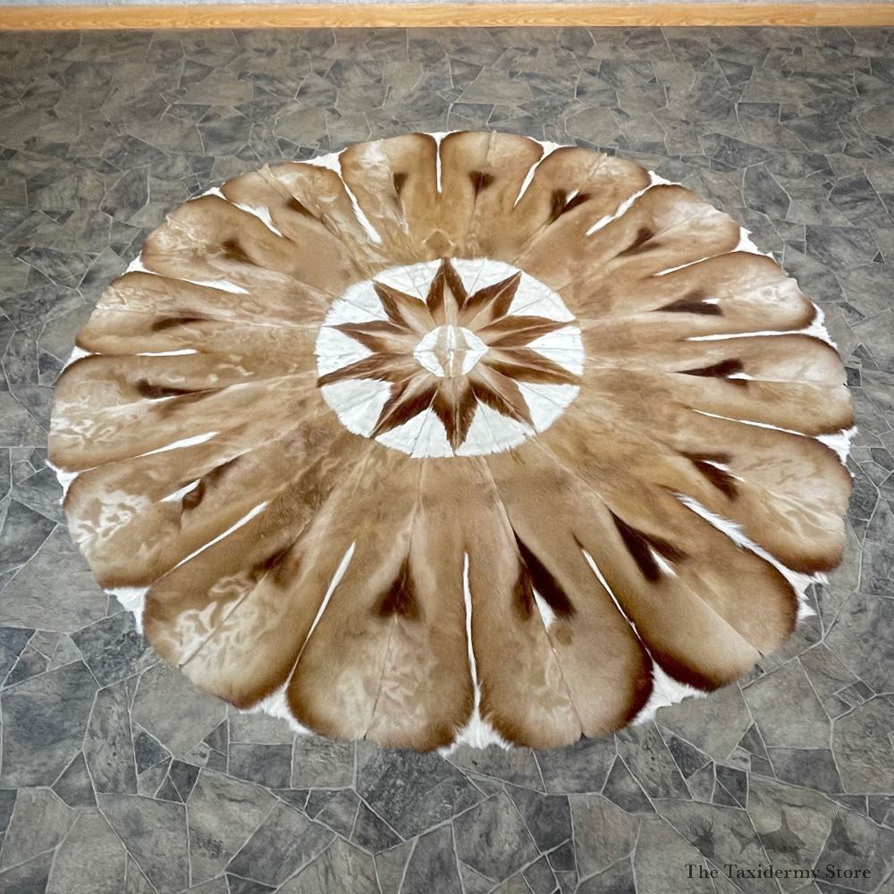 Springbok Rug Mount For Sale #24674 @ The Taxidermy Store
