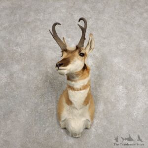 Pronghorn Taxidermy Shoulder Mount #20470 For Sale @ The Taxidermy Store