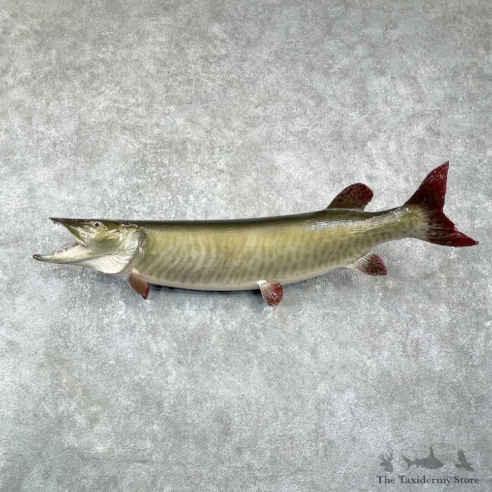Musky Taxidermy Fish Mount For Sale #25952 @ The Taxidermy Store