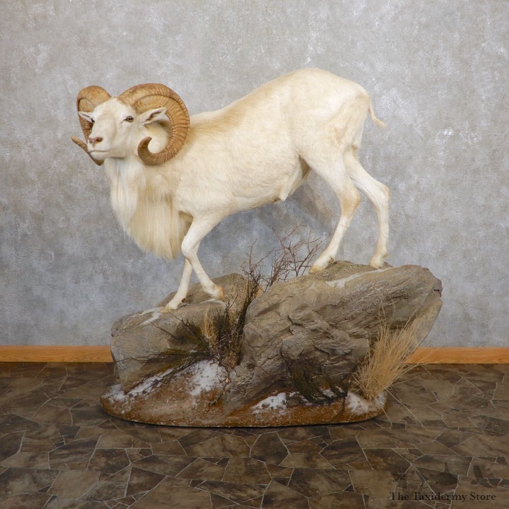 Texas Dall Life-Size Taxidermy Mount #21593 For Sale @ The Taxidermy Store