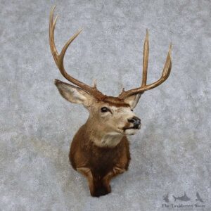Mule Deer Shoulder Mount For Sale #15732 @ The Taxidermy Store