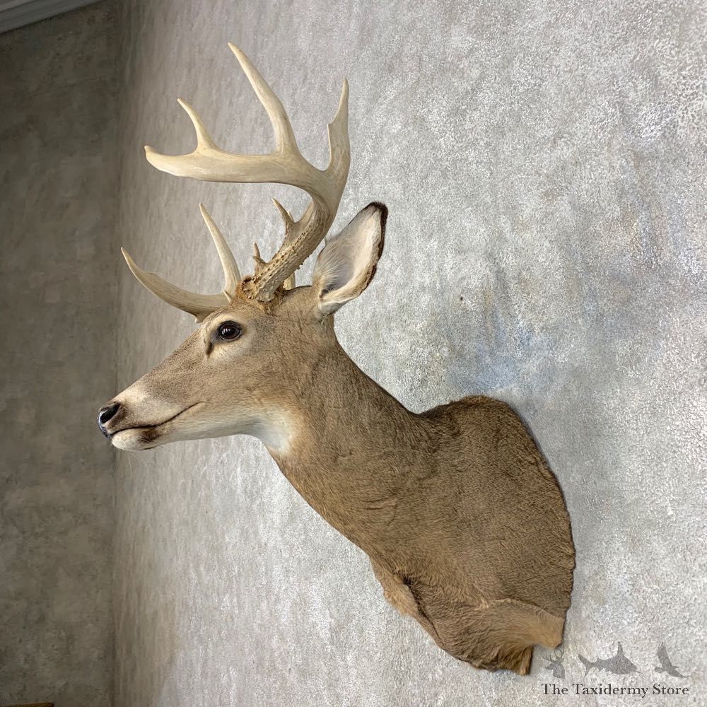 Whitetail Deer Shoulder Mount #21472 For Sale - The Taxidermy Store