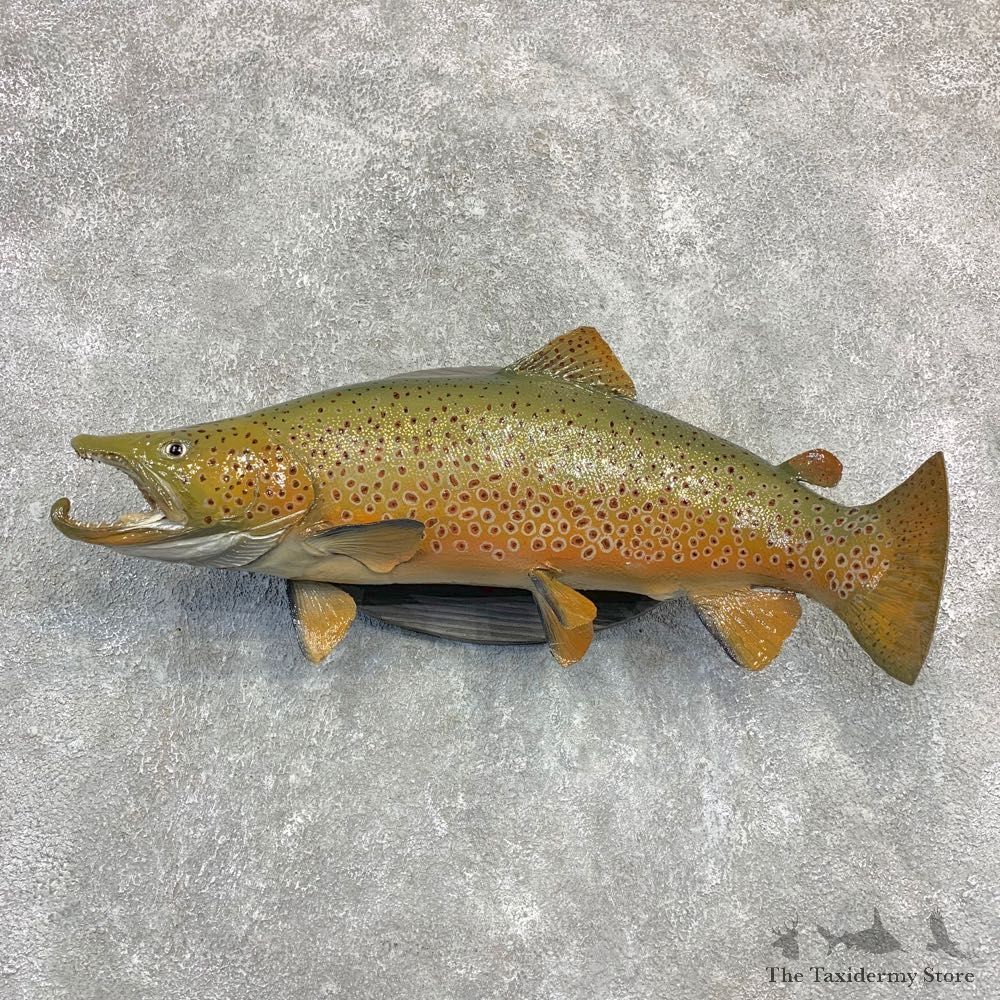 Brown Trout Fish Mount For Sale #21852 @ The Taxidermy Store
