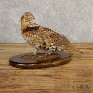 Ruffed Grouse Bird Mount For Sale #20772 @ The Taxidermy Store