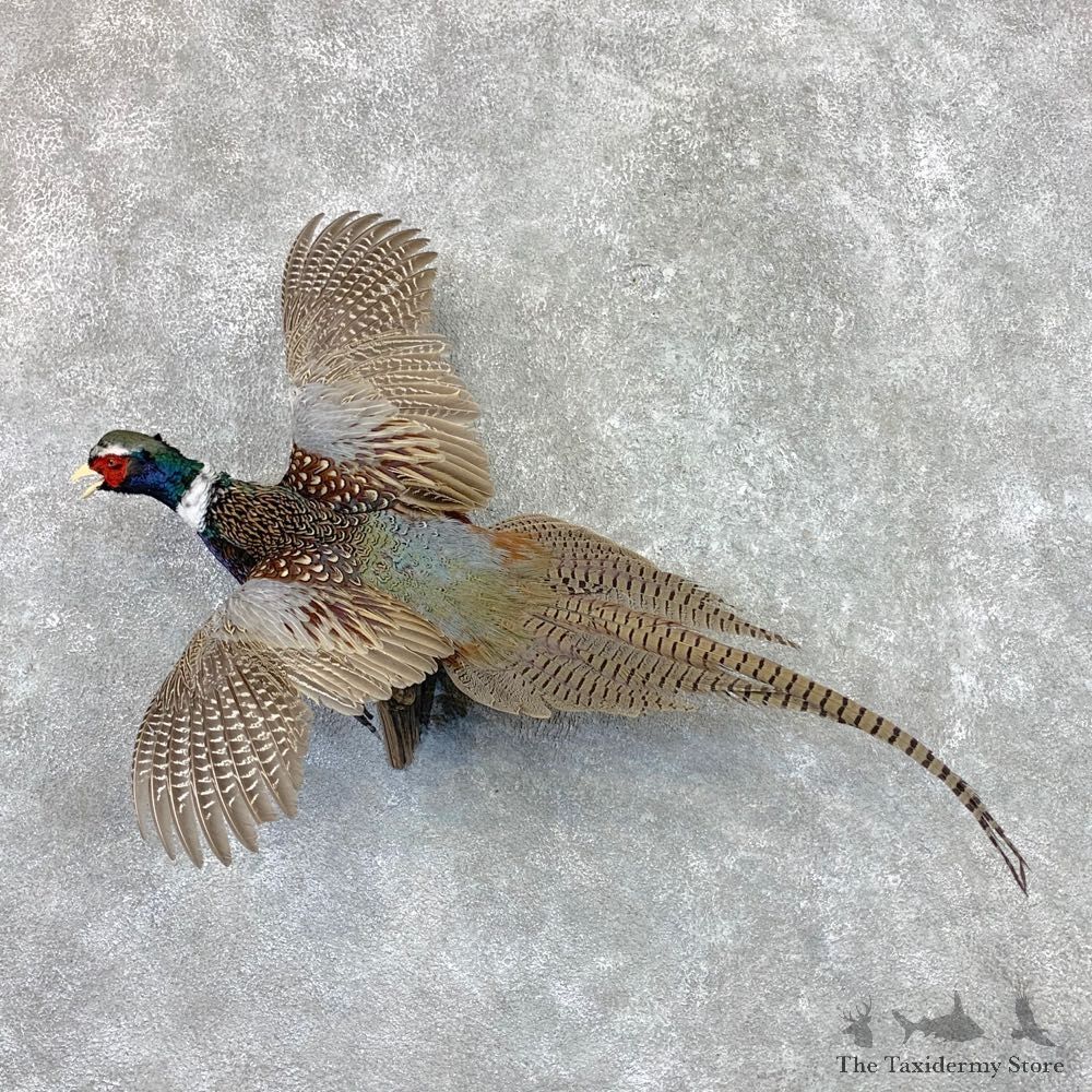 Ringneck Pheasant Bird Mount For Sale #22558 @ The Taxidermy Store