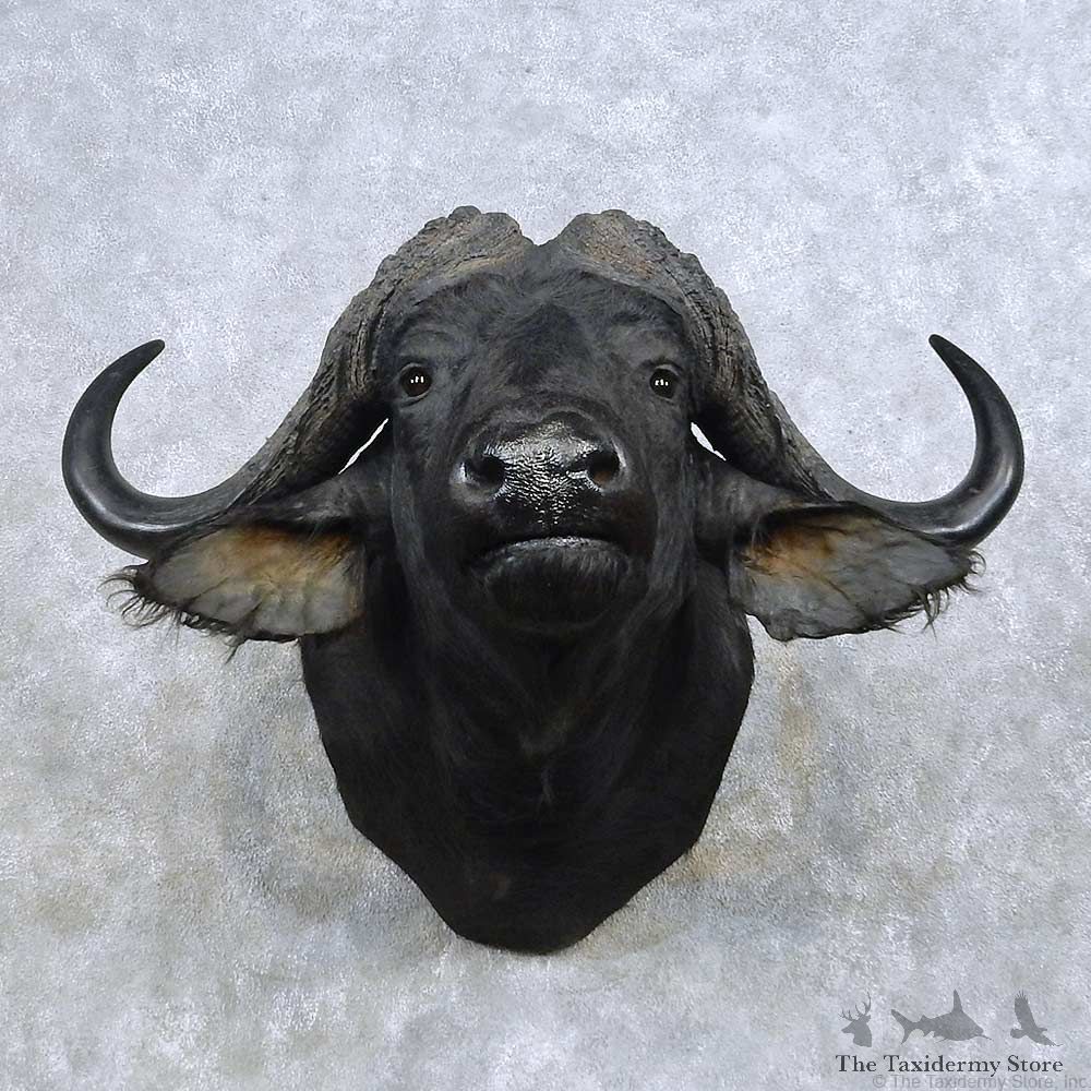 Cape Buffalo Shoulder Mount For Sale #14593 @ The Taxidermy Store