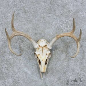 Whitetail Deer Skull Antler European Mount #13869 For Sale @ The Taxidermy Store