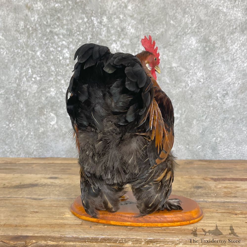 Domestic Chicken Rooster Bird Mount For Sale #26347 @ The Taxidermy Store