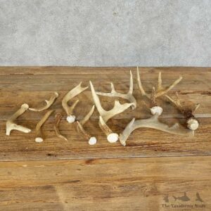 Whitetail Deer Antler Shed For Sale #16130 @ The Taxidermy Store