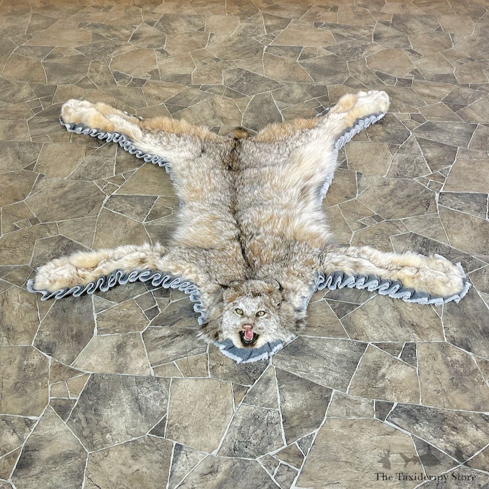 Alaskan Lynx Taxidermy Full-Size Rug Mount For Sale #26310 @ The Taxidermy Store