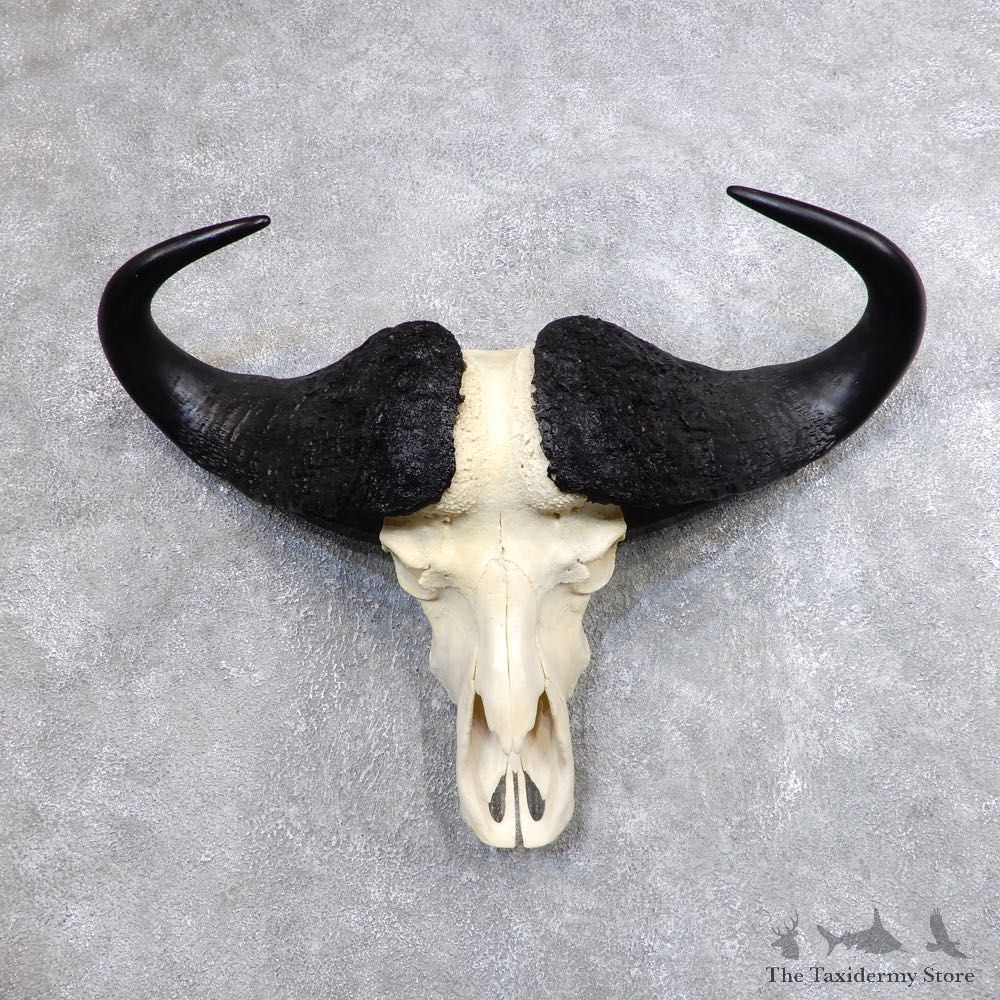 Cape Buffalo Skull Horns Mount For Sale #18702 For Sale @ The Taxidermy Store