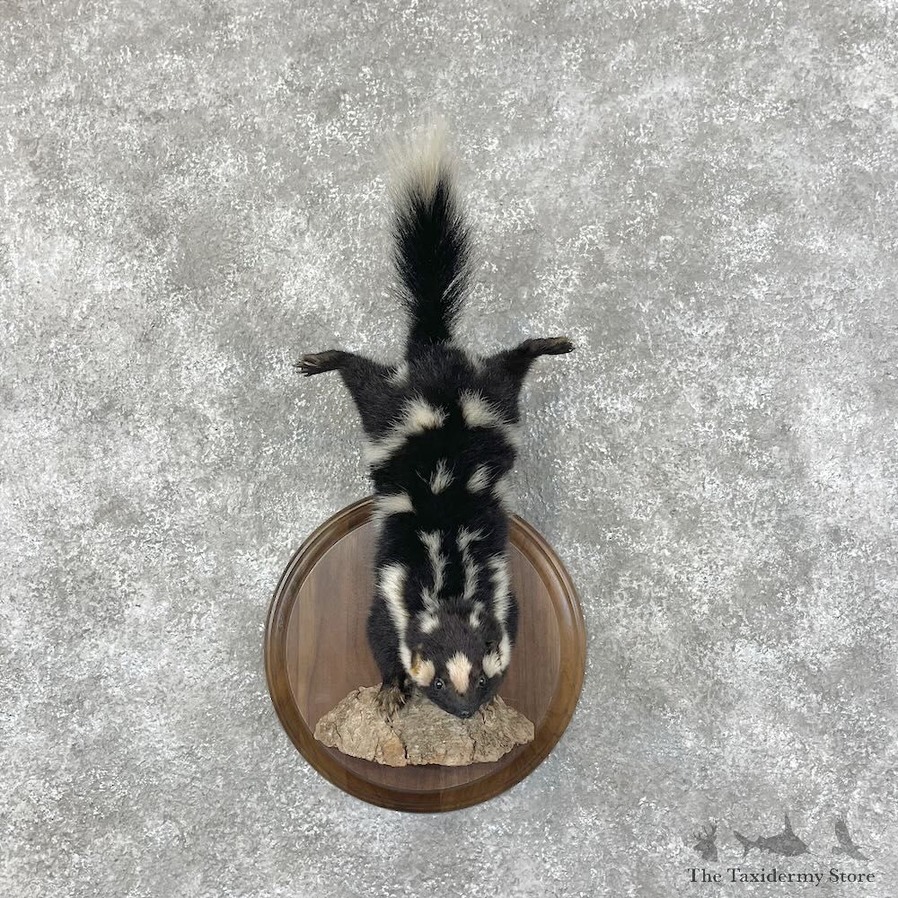 Eastern Spotted Skunk Life-Size Mount For Sale #28396 @ The Taxidermy Store