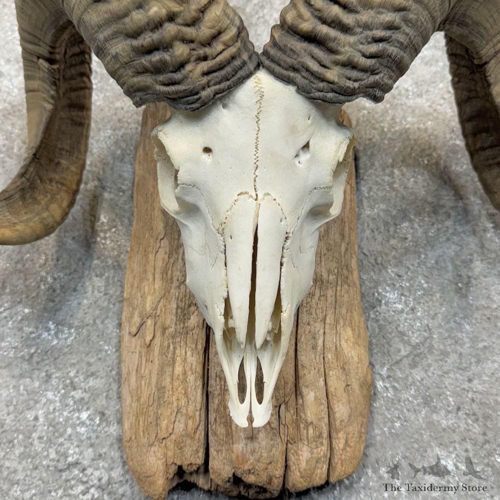 Corsican Ram Skull European Mount For Sale #29417 @ The Taxidermy Store