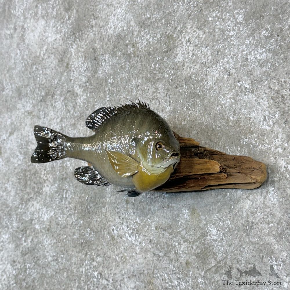 Bluegill Fish Mount For Sale #29815 @ The Taxidermy Store