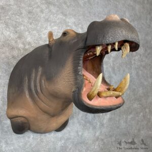 Hippopotamus Shoulder Mount For Sale #28355 @ The Taxidermy Store