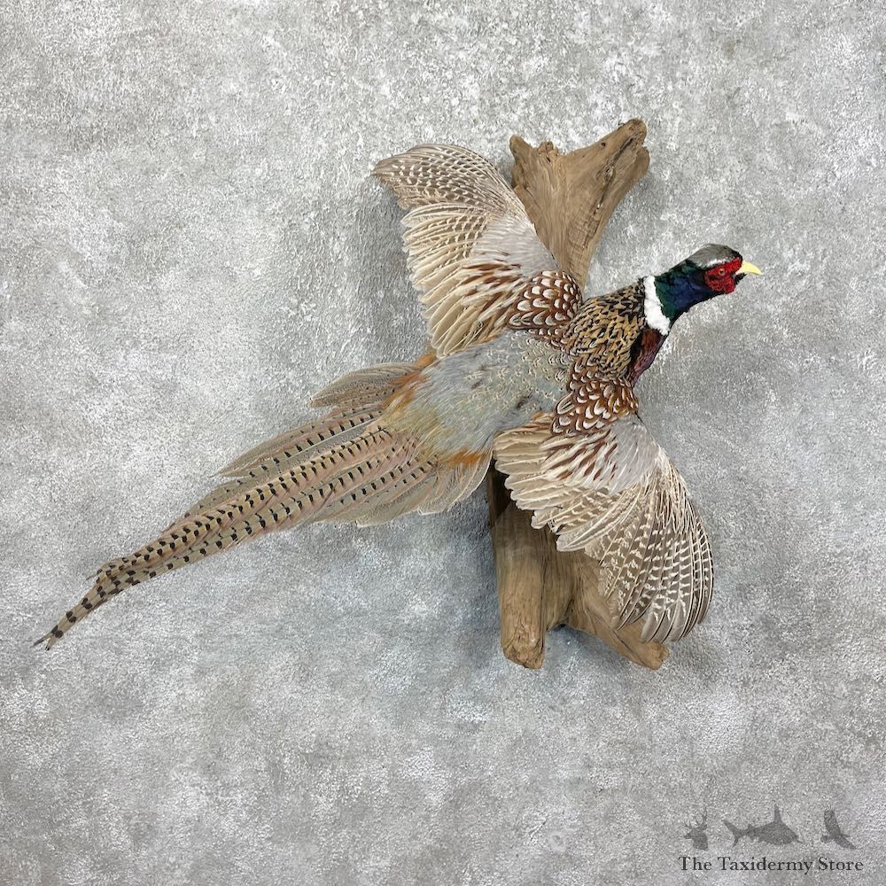Ringneck Pheasant Bird Mount For Sale #26270 @ The Taxidermy Store