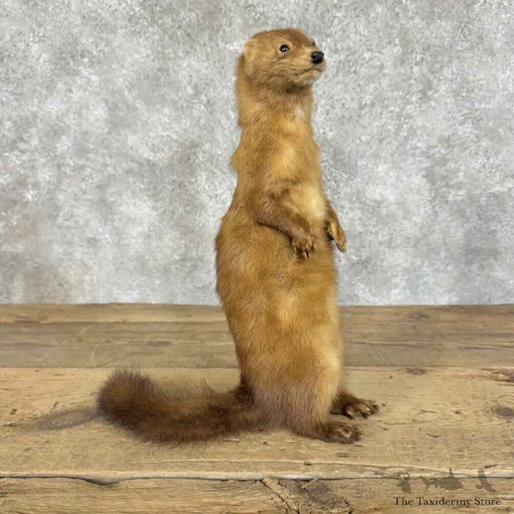 Mink Life-Size Mount For Sale #31094 @ The Taxidermy Store