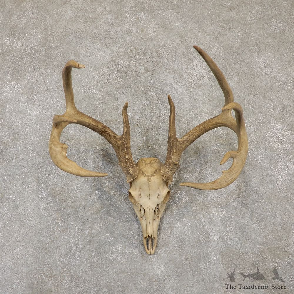 Whitetail Deer Skull European Mount For Sale #20096 @ The Taxidermy Store