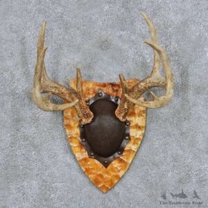 Whitetail Deer Antler Plaque Taxidermy Mount #13850 For Sale @ The Taxidermy Store