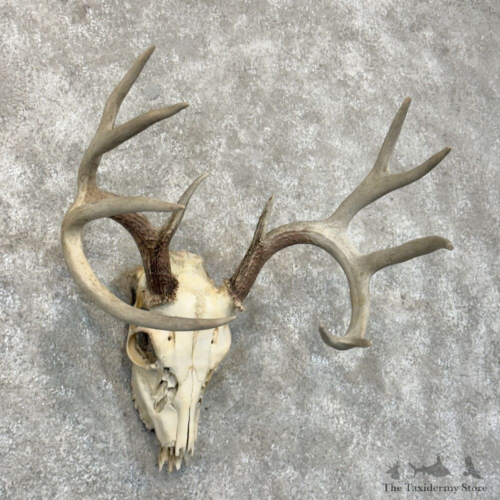 Whitetail Deer Skull European Mount For Sale #28817 @ The Taxidermy Store