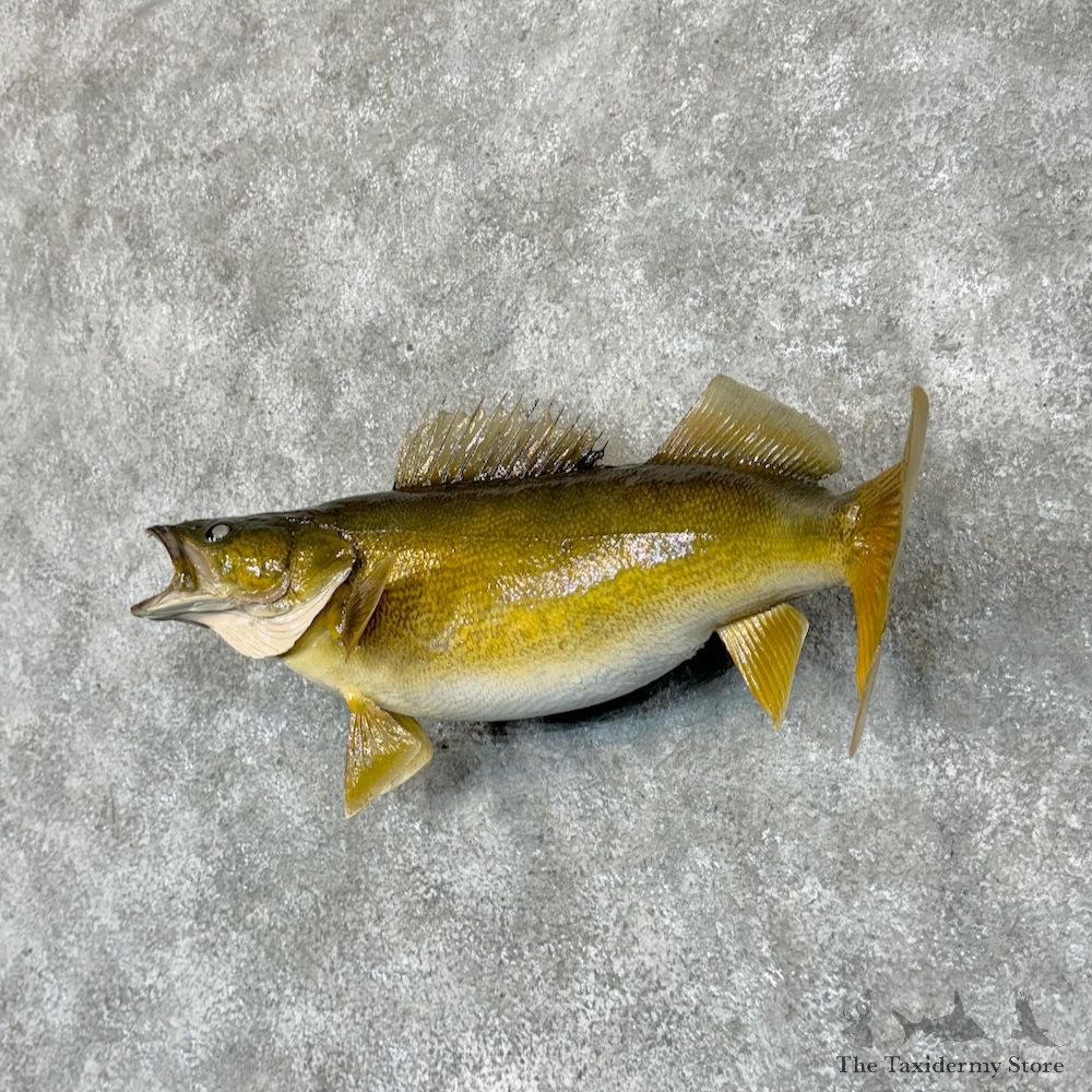 Walleye Fish Mount For Sale #29370 @ The Taxidermy Store