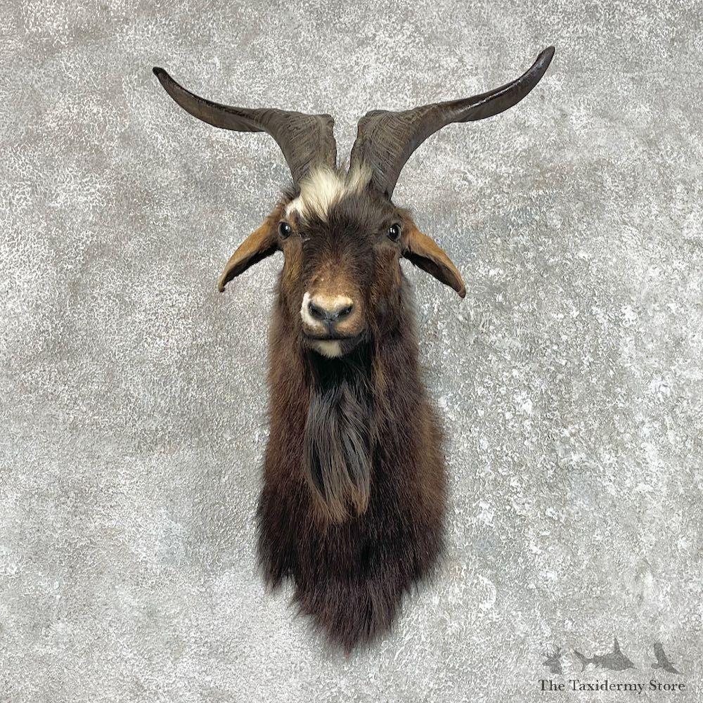 Catalina Goat Shoulder Mount For Sale #25501 - The Taxidermy Store
