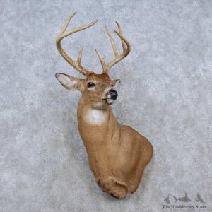 Whitetail Deer Shoulder Mount For Sale #15255 @ The Taxidermy Store