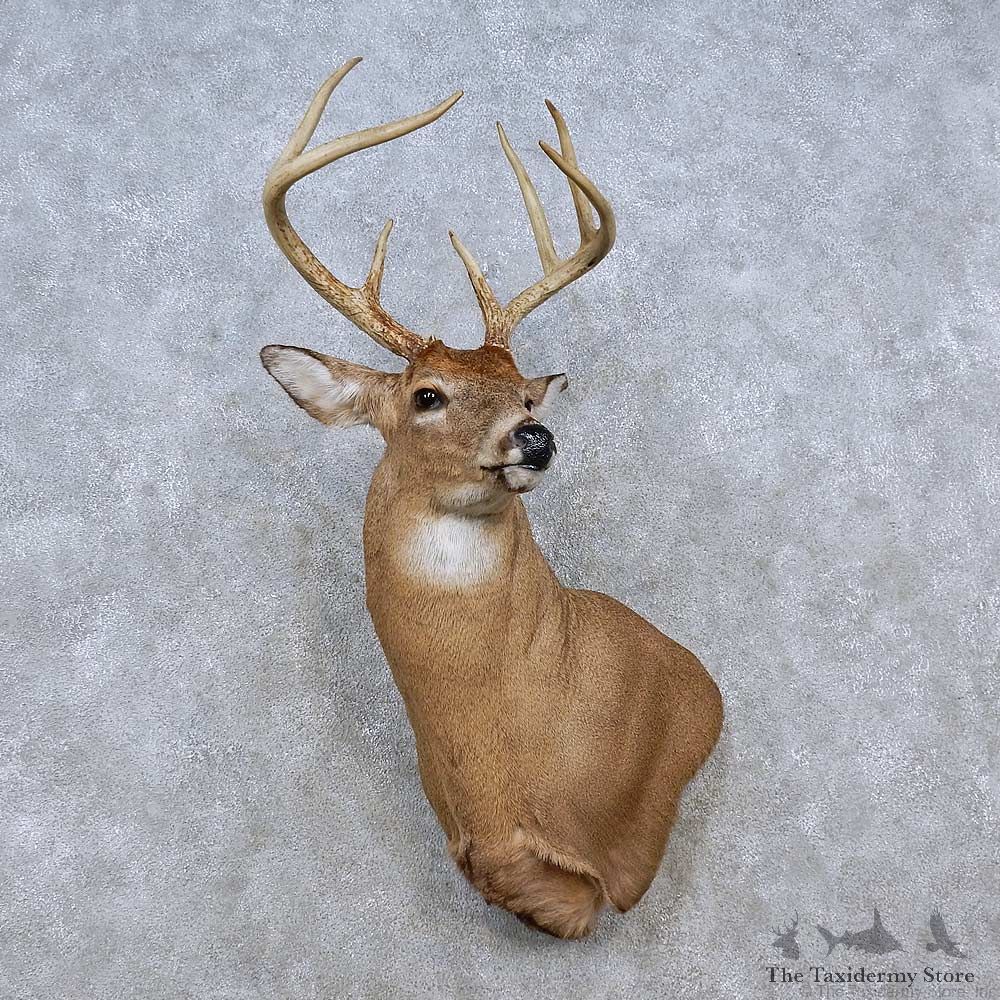 Whitetail Deer Shoulder Mount For Sale #15255 @ The Taxidermy Store
