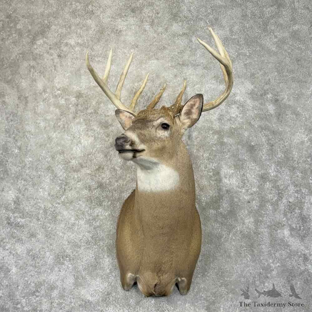 Whitetail Deer Shoulder Mount For Sale #31486 @ The Taxidermy Store