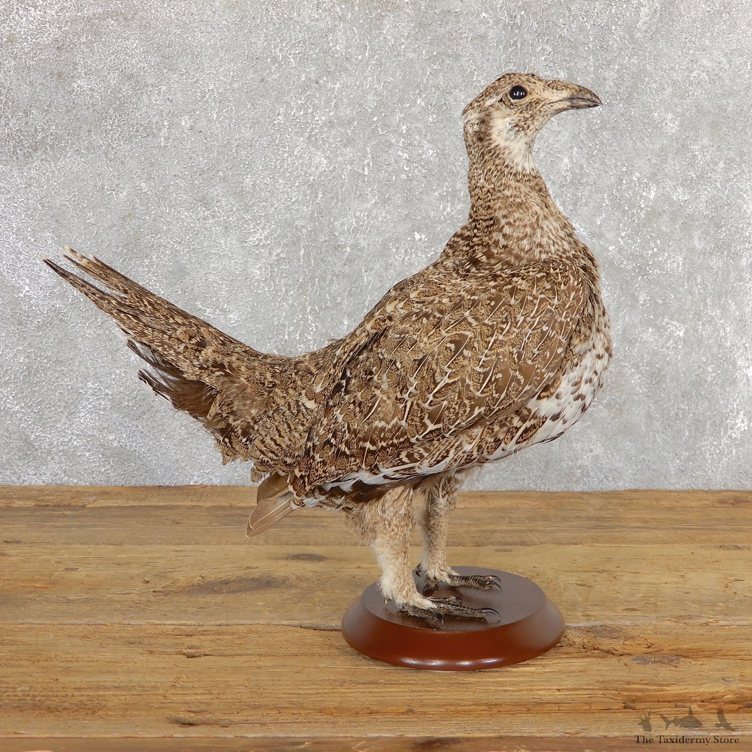Greater Sage Grouse Bird Mount For Sale #19783 @ The Taxidermy Store