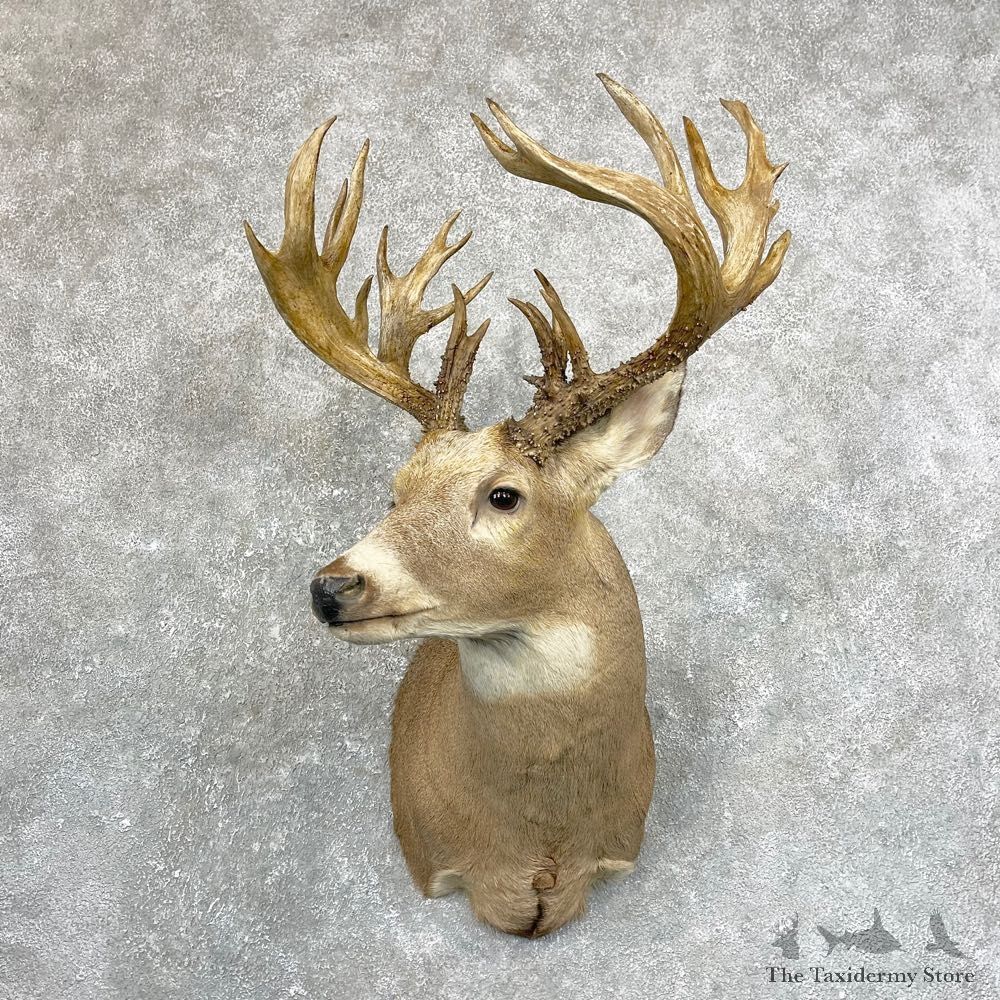 Whitetail Deer Shoulder Mount #24671 For Sale - The Taxidermy Store