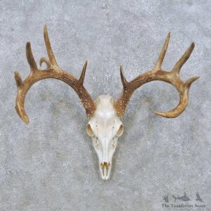 Whitetail Deer Skull European Mount For Sale #14932 @ The Taxidermy Store