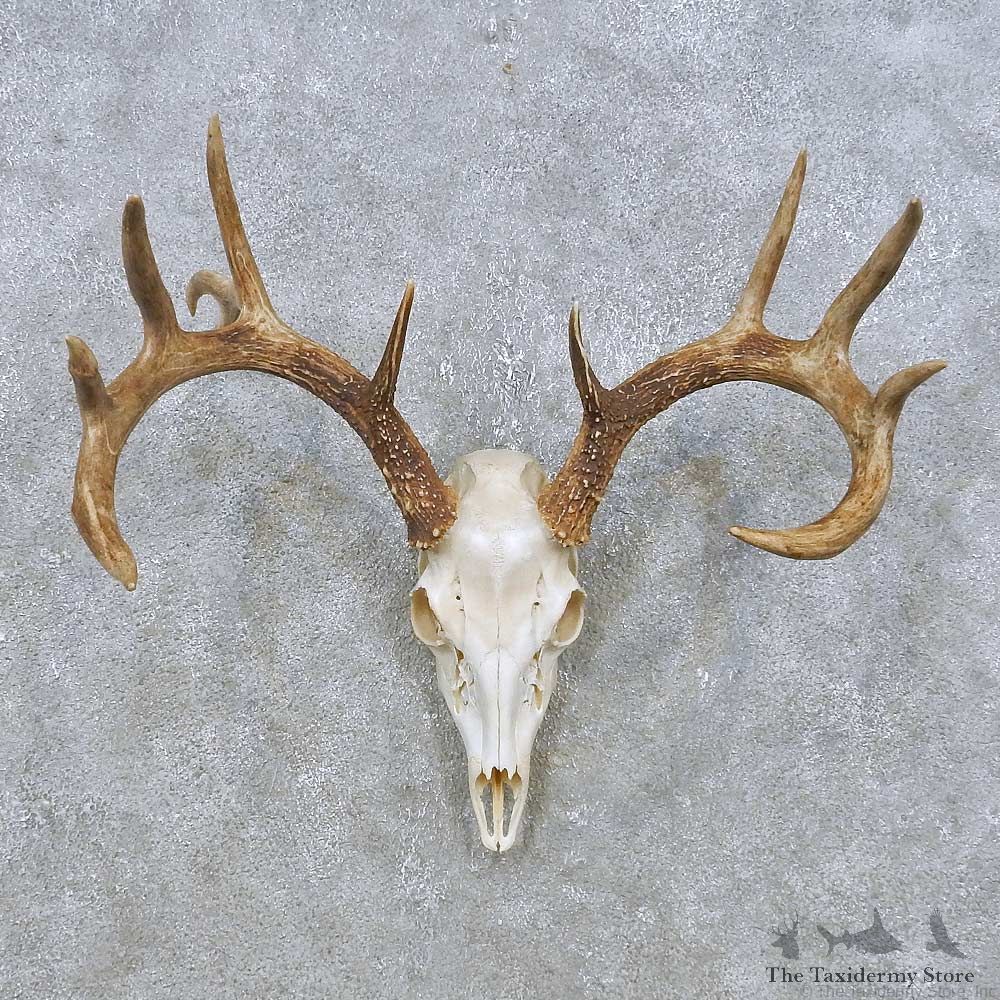 Whitetail Deer Skull European Mount For Sale #14932 @ The Taxidermy Store