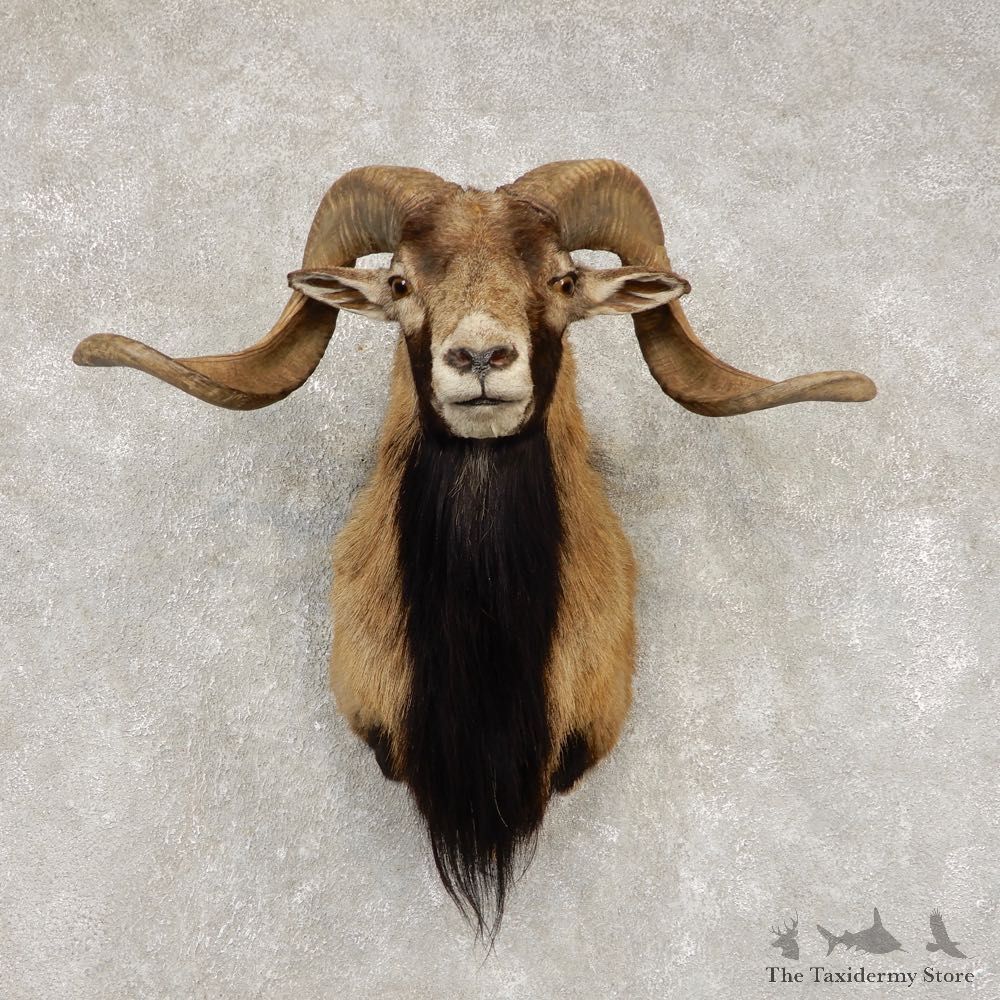 Corsican Ram Shoulder Mount For Sale #21450 @ The Taxidermy Store