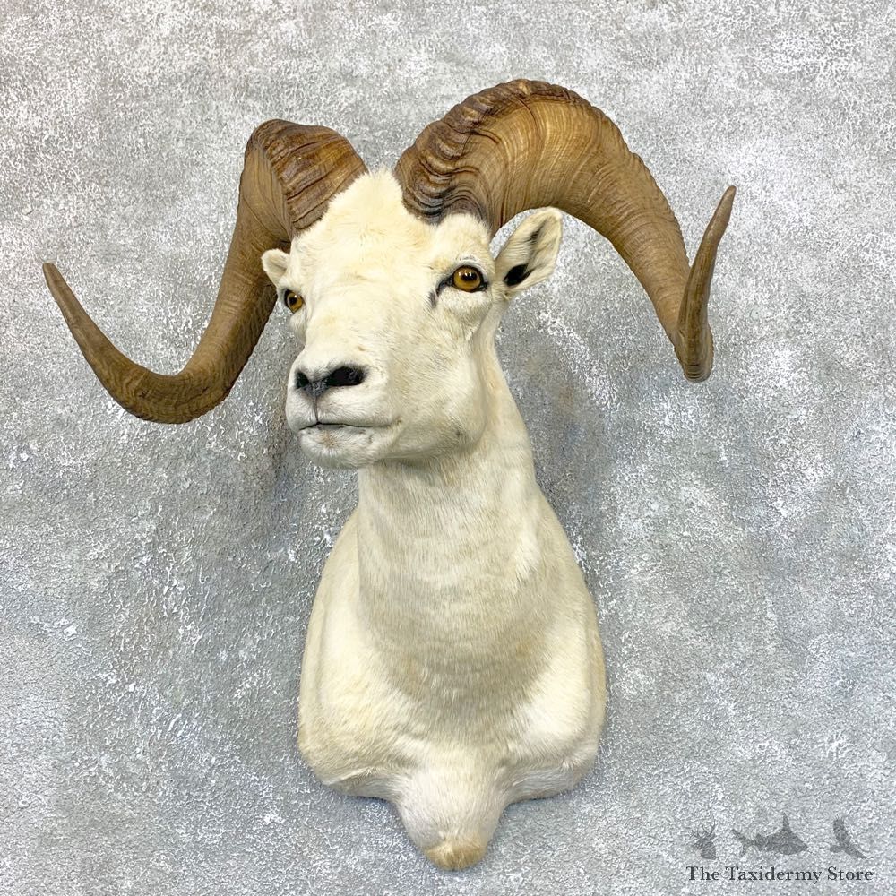 Dall Sheep Shoulder Mount For Sale #23885 @ The Taxidermy Store