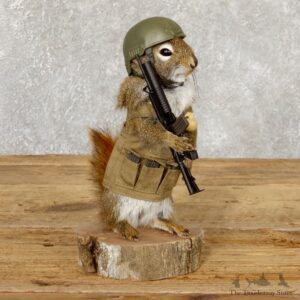 Patriot Squirrel Novelty Mount For Sale #18906 @ The Taxidermy Store