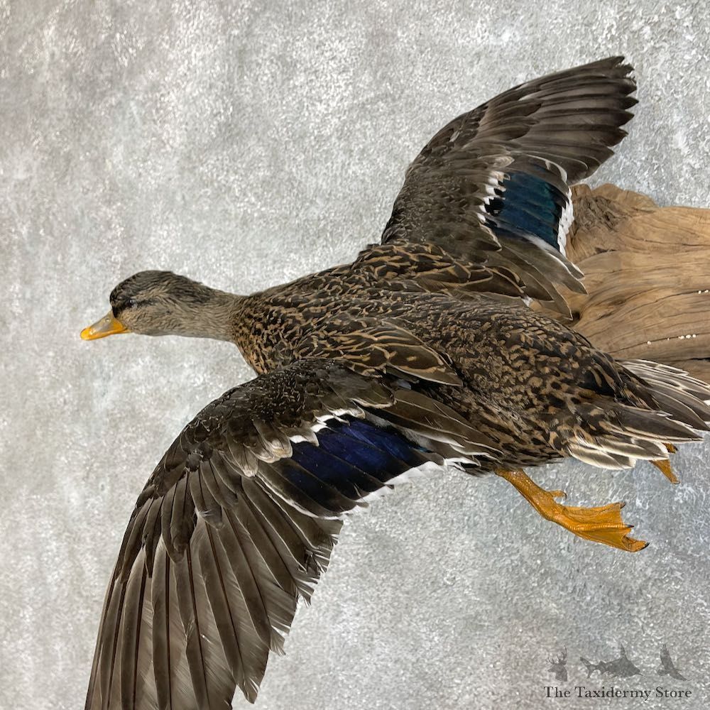 Mallard Drake and Hen Taxidermy Duck Mount For Sale #25759 - The Taxidermy Store
