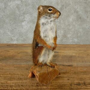 Red Squirrel Life-Size Mount For Sale #16789 @ The Taxidermy Store