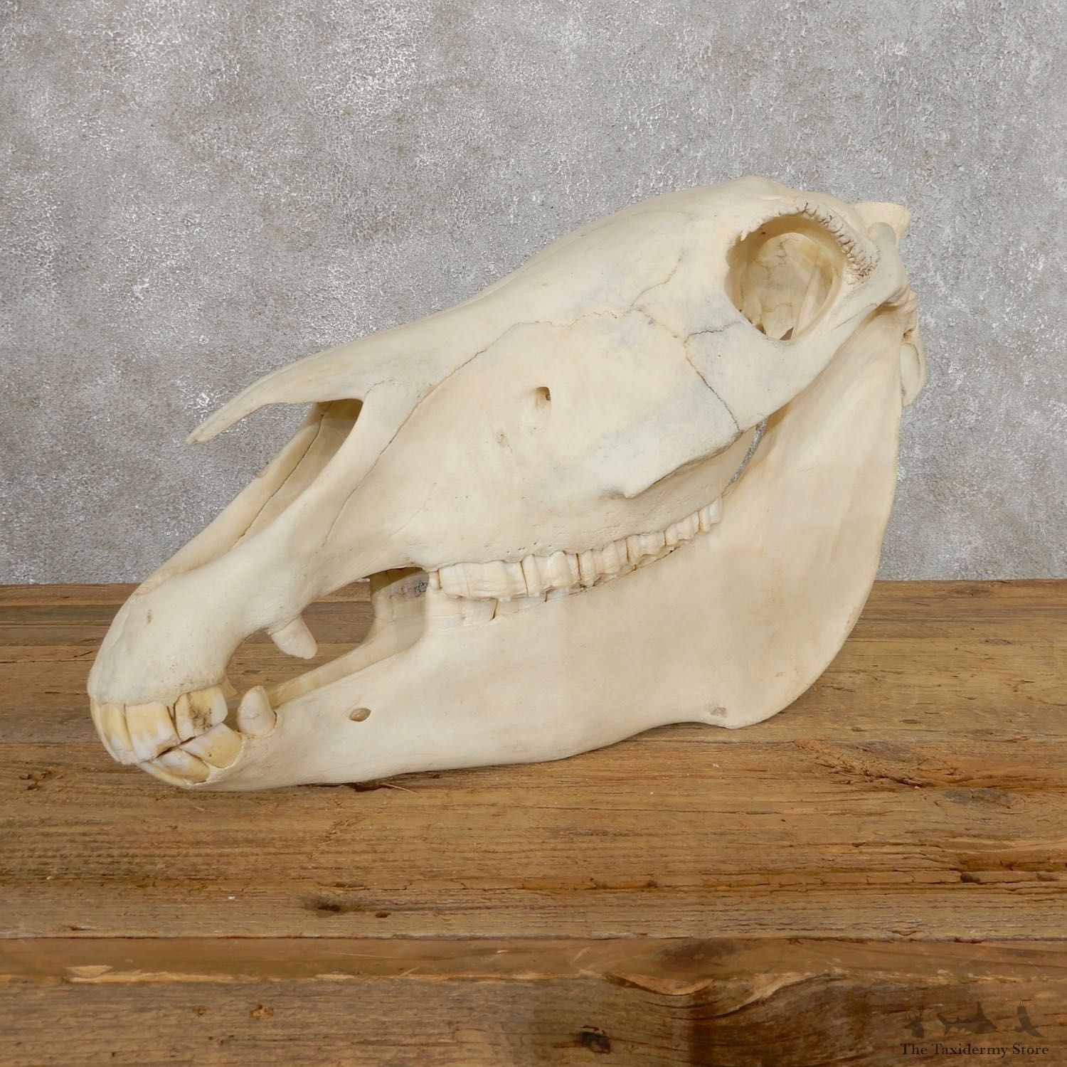 African Burchell's Zebra Skull Mount #19749 For Sale @ The Taxidermy Store