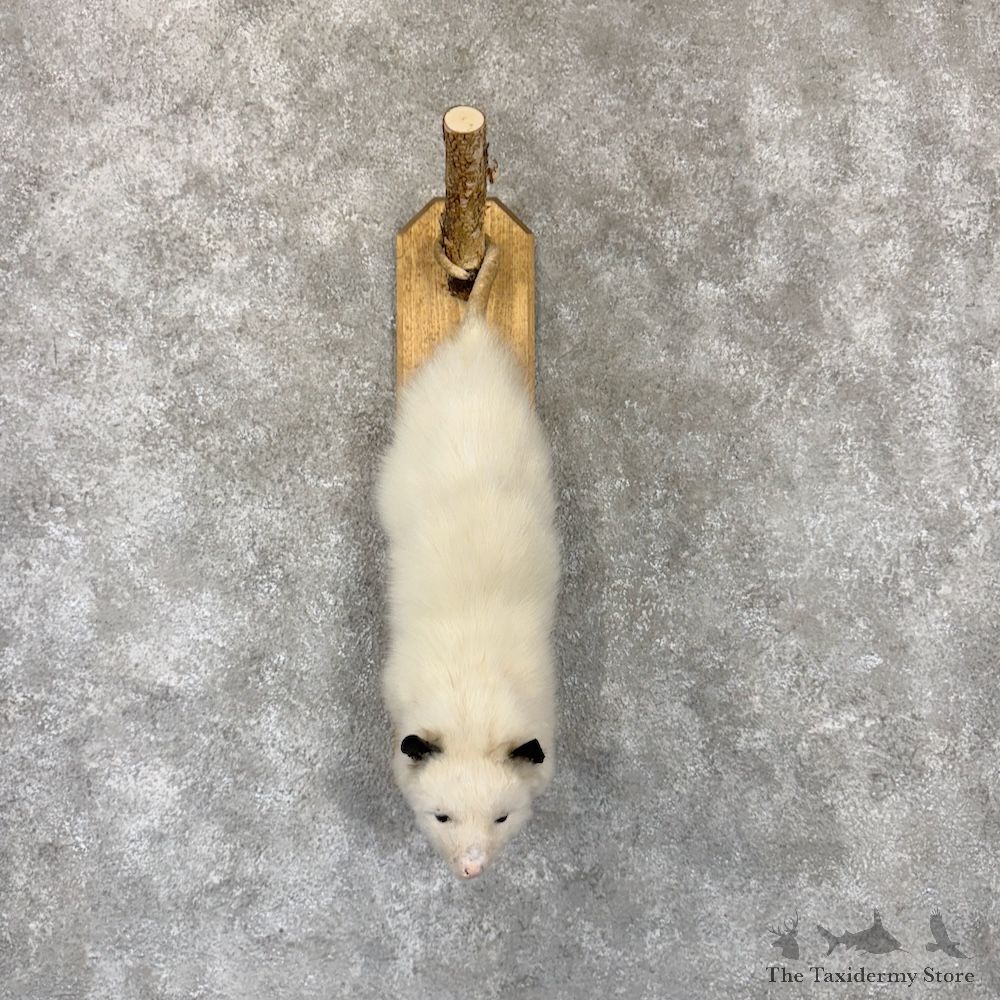 Albino Opossum Mount For Sale #29936 @ The Taxidermy Store