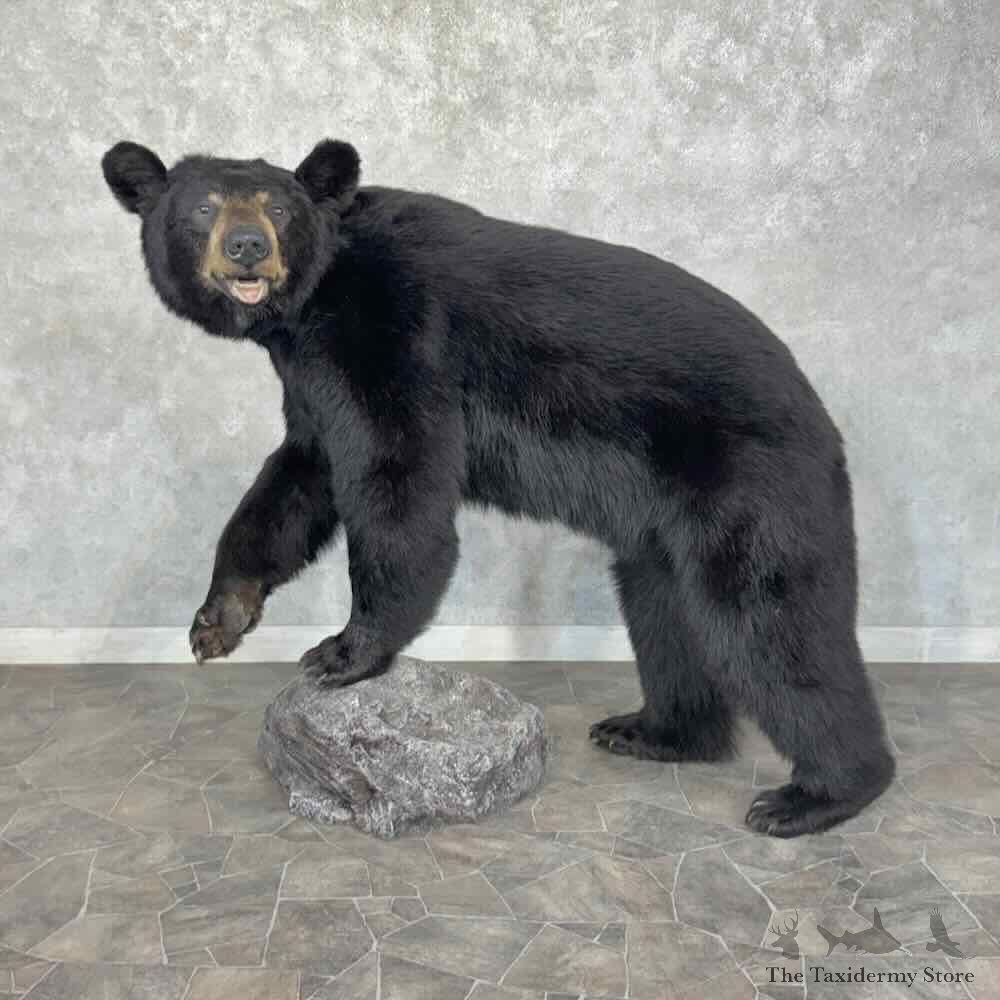 Black Bear Life Size Mount For Sale #31922 @ The Taxidermy Store