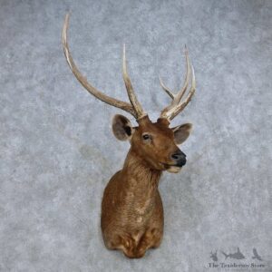 Sambar Deer Shoulder Mount For Sale #14854 @ The Taxidermy Store